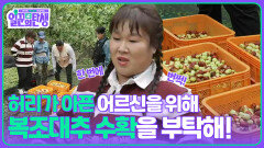 허리가 아픈 어르신을 위해 복조대추 수확을 부탁해! | KBS 251105 방송 