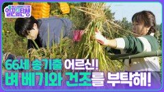 66세 송기출 어르신! 벼 베기와 건조를 부탁해! | KBS 251112 방송 