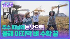 추수 피날레는 낫으로! 이장님 올해 마지막 벼 수확 끝 | KBS 251126 방송 