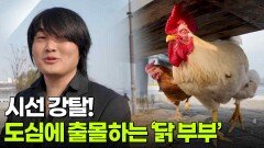 시선 강탈! 도심에 출몰하는 ‘닭 부부’의 사연은? [리얼 카메라 진실의 눈] | KBS 251212 방송 