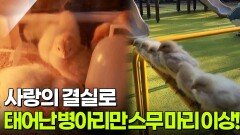 사랑의 결실로 태어난 병아리만 스무 마리 이상! [리얼 카메라 진실의 눈] | KBS 251212 방송 