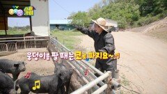 [슈퍼강이] 코로 땅을 파서 진흙 목욕탕을 만드는 돼지들 | KBS 220127 방송