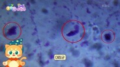 [팡팡! 과학 마법사] 세균과 곰팡이를 현미경으로 자세히 관찰해보자! | KBS 230130 방송