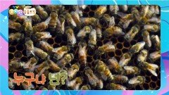 [에그박사의 동물도감] 대결! 여왕벌을 찾아라! | KBS 251111 방송 