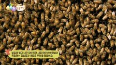 [에그박사의 동물도감] 여왕벌은 하루에 알을 몇 개를 낳을까? | KBS 251111 방송 