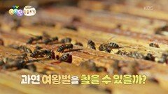 [에그박사의 동물도감] 여왕벌을 만나 볼 시간! 과연 여왕벌을 찾을 수 있을까? | KBS 251111 방송 