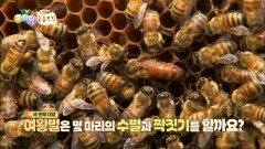 [에그박사의 동물도감] 여왕벌은 몇 마리의 벌들과 짝짓기를 할까요? | KBS 251111 방송 