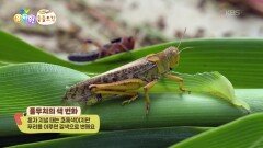 [에그박사의 동물도감] 메뚜기 떼와 풀무치들! | KBS 251202 방송 