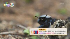 [왜요왜요 만두와 세계여행] 멸종위기 등급 2위로 지정되어 있는 쇠똥구리! | KBS 251204 방송 