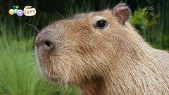 [에그박사의 동물도감] 카피바라와 멍 때리기 대회 | KBS 251209 방송 