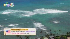 [왜요왜요 만두와 세계여행] 서핑의 고향 하와이! 세계적인 휴양지 와이키키 해변까지! | KBS 251211 방송 