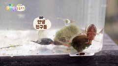 [에그박사의 동물도감] 습지 생물 채집 끝! 과연 어떤 생물이?! | KBS 251223 방송 