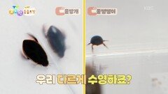 [에그박사의 동물도감] 물방개와 물땡땡이의 차이점은?! | KBS 251223 방송 