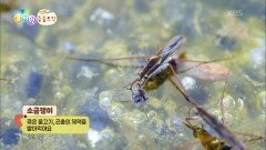 [에그박사의 동물도감] 자연을 보호하고 습지 생물을 지켜요! | KBS 251223 방송 