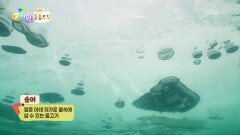 [에그박사 동물도감] 낚시로 송어 만나기! 송어 만나러 출발! | KBS 260210 방송 