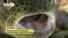[에그박사 동물도감] 드디어 잡은 송어! 진짜 소중한 송어 한 마리! | KBS 260210 방송 