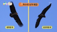[에그박사의 동물도감] 가슴 근육을 사용해서 나는 독수리! | KBS 260224 방송 