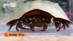 [에그박사의 동물도감] 투구게의 별명은 바다의 거미?! | KBS 260324 방송 