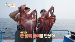 [에그박사의 동물도감] 바다에 사는 문어를 만나러 가볼까요? | KBS 260414 방송 