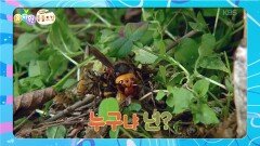 [에그박사의 동물도감] 토종 말벌을 몰아내는 말벌?! 누구냐 넌! | KBS 260512 방송 