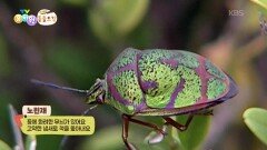 [에그박사의 동물도감] 곤충 친구들 보러 갈까요?!🦗 | KBS 260609 방송 