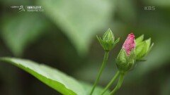 새로운 환경에 적응해가는 식물들 | KBS 220123 방송