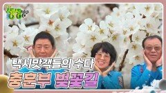 택시맛객들의 수다 : 안양의 봄이 왔어요~충훈부 벚꽃길 | KBS 240409 방송