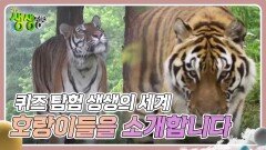 퀴즈 탐험 생생의 세계 : 백두산 호랑이들을 소개합니다 | KBS 240722 방송