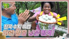 전국 수확 여행 : 함양의 보물! 파란 알을 낳은 청계! | KBS 240724 방송