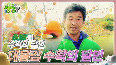 수확의 달인 : 대봉감 수확의 달인 | KBS 241122 방송