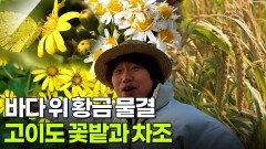 한눈에 반했~섬(島): 전라남도 신안군 고이도 | KBS 251110 방송 