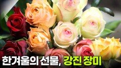 수확의 달인: 한겨울의 선물, 강진 장미 | KBS 260107 방송 