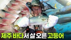 수확의 달인: 제주 바다서 살 오른 고등어 | KBS 260220 방송 