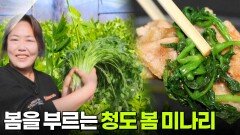 생생현장: 봄을 부르는 청도 봄 미나리 | KBS 260302 방송 