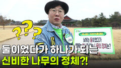 떠나요~ 이야기로(路): 낮에는 둘이었다가 밤에는 하나가 되는 나무의 정체는? | KBS 260305 방송 