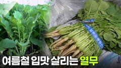 지금이 딱~ 제철!: 여름철 입맛 살리는 열무 | KBS 260630 방송 