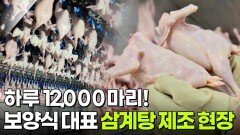 신VJ특공대: 하루 12,000마리! 보양식 대표 주자 삼계탕 제조 현장 | KBS 260714 방송 