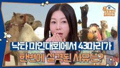 낙타 미인대회에서 43마리의 낙타가 한번에 실격된 사유는 무엇일까요? | KBS 260115 방송 