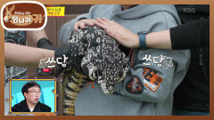 국내 최대 사이즈의 테구?! 3대가 키울 수 있는 거북이 | KBS 251102 방송 