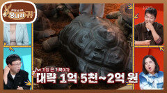 밥값만 300만 원인 채식 육지 거북이?! 손자를 위한 거북이 분양...? | KBS 251102 방송 