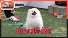 보호자 지시 수행 능력 점검! ＂이리 와~＂ 제자리에서 꼼짝도 하지 않는 목화 | KBS 240624 방송