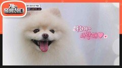 ＂우리 목화가 걸어요!＂ 두 얼굴의 망부석犬 목화의 현장 점검 최종 점수는? | KBS 240624 방송