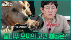 몰티푸 모찌의 고민 행동은? ＂시도 때도 없는 이상행동?!＂ | KBS 251211 방송 