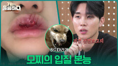 특정(?) 상황에만 발동하는 모찌의 입질 본능 | KBS 251211 방송 