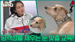 모찌의 공격성을 잠재울 눈 맞춤 교육! | KBS 251211 방송 