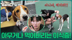 “ 아니야, 먹지마!! ” 시나몬의 또 다른 고민 행동, 이식증! | KBS 251030 방송 