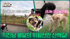 “ 보호자가 많이 혼나셔야 돼요 ” 직진남 봉달의 위험천만 산책길! | KBS 251120 방송 