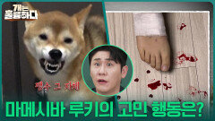 마메시바 루키의 고민 행동은? ＂무서운데...?!＂ | KBS 251127 방송 
