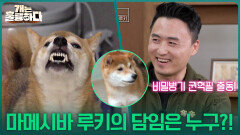 마메시바 루키의 담임은 누구?! ＂시바견 교육 경험 다수!＂ | KBS 251127 방송 