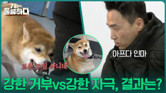 강한 거부 vs 강한 자극, 그 결과는? ＂보통 고집 아니네＂ | KBS 251127 방송 